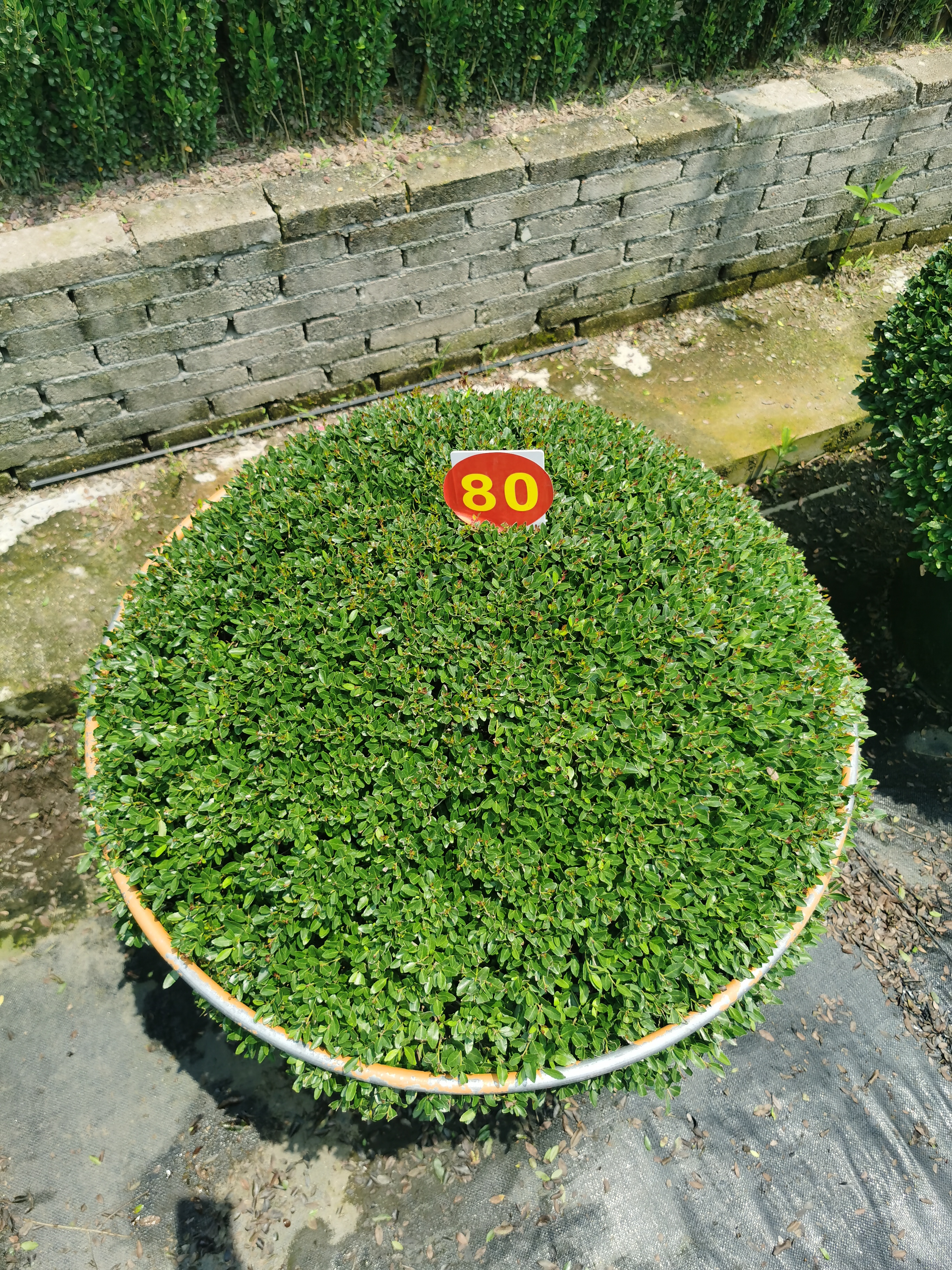6b4ef560a4fd90f14916edfd7369509